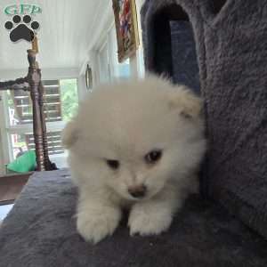 Eric, Pomeranian Puppy